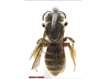 [Andrenopsis douglasiellus female (dorsal/above view) thumbnail]